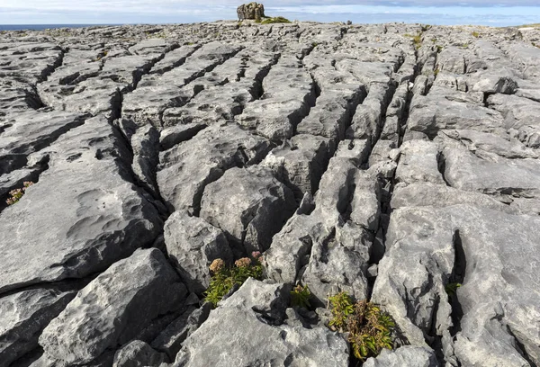 De burren is een regio karst-landschap in het noordwesten van county clare, in Ierland. — Stockfoto