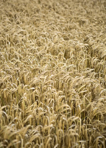 Золотое пшеничное поле летом . — стоковое фото
