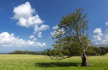 Ağaç, yeşil çayır ve derin mavi gökyüzü ile Pastoral kırsal sahne