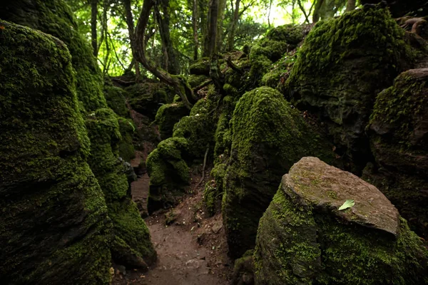 Yosun Puzzlewood, C yakınlarındaki eski bir ormanlık kayalar kaplı — Stok fotoğraf