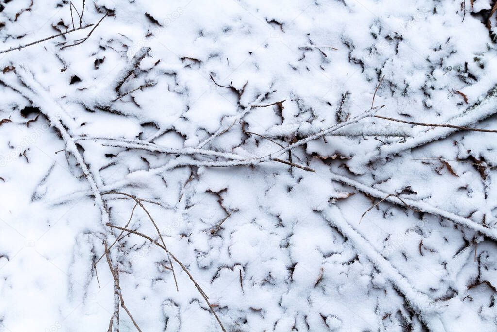 Background of a snow covered forest floor, leaves and branches covered with snow in winter.
