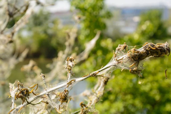 Многочисленные Мотыльки Съедают Гусеницы Крупным Планом — стоковое фото