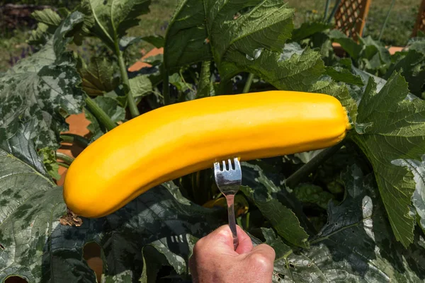 Personen Har Zucchini Trädgården Nyskördade Gaffel Närbild — Stockfoto