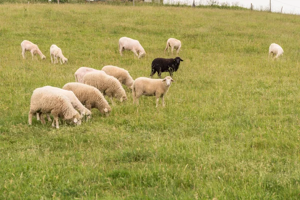 Fehér Nyáj Birka Legelő Közepén Egy Fekete Bárány — Stock Fotó