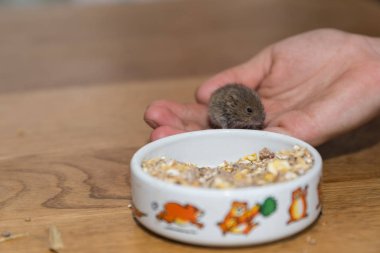 Küçük gri tarla faresi çocuğun elini tutuyor, önünde kase besleme