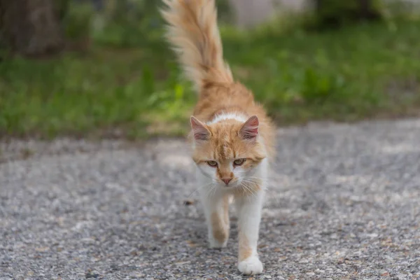 Serbest Çalışan Kahverengi Kedi Bir Yolda Sokak Kedi — Stok fotoğraf