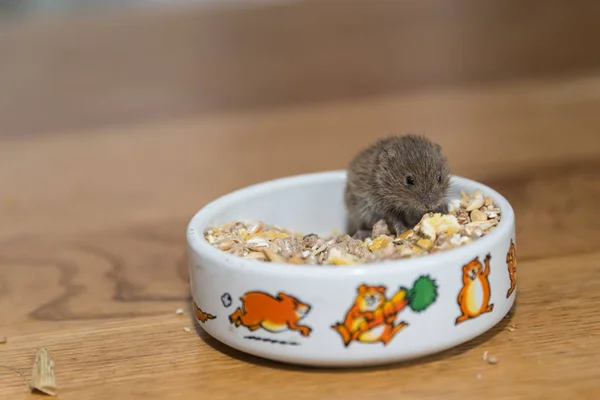 Γκρίζο Ποντικάκι Που Τρώει Ένα Μπολ Γκρο Πλαν — Φωτογραφία Αρχείου