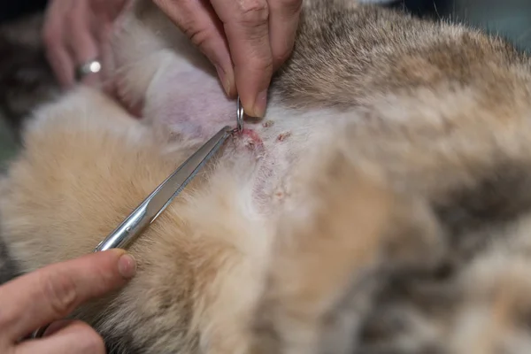 Yerli Kedi Belgili Tanımlık Veteriner Closeup Işlemi Sonra Dikilir — Stok fotoğraf