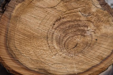 Yıllık halkaları bir kesilen meyve ağacı - parke kesme yüzeyi