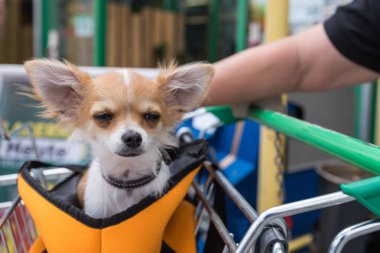 Chihuahua sits tired in a holder in a shopping cart - closeup clipart