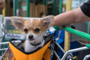 little dog attentively sits in a shopping cart holder - close-up clipart