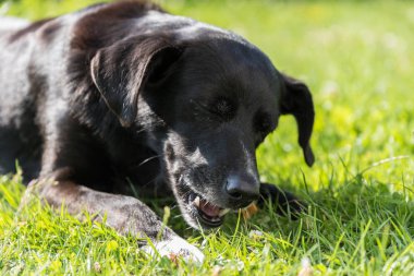 black dog chews chewing bones lying in the grass - close-up of dog portrait clipart