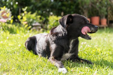 black dog licks lying relaxed in the garden in the grass clipart