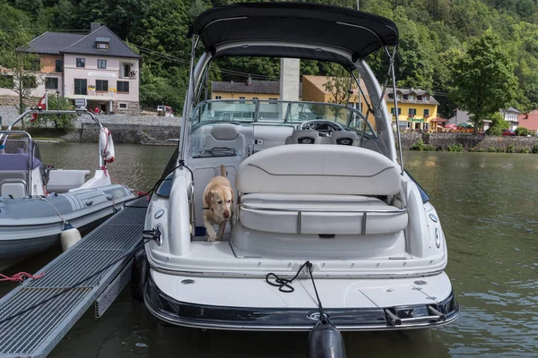 Golden Retriever Auf Dem Motorschiff Einem Ländlichen Kleinen Hafen — Stockfoto