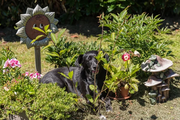 Dog lies in blazing sun in the garden between plants and decoration