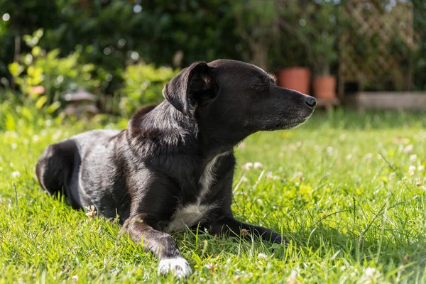 Svart Hund Ligger Avslappnad Med Slutna Ögon Det Gröna Gräset — Stockfoto