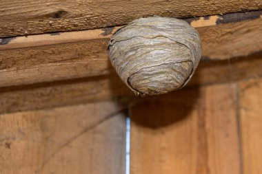 Yaban arıları yerleşmiş bir eşekarısı yuvası - yakın çekim