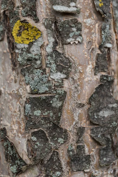 Corteza Quebradiza Agrietada Del Manzano Con Liquen Fondo —  Fotos de Stock