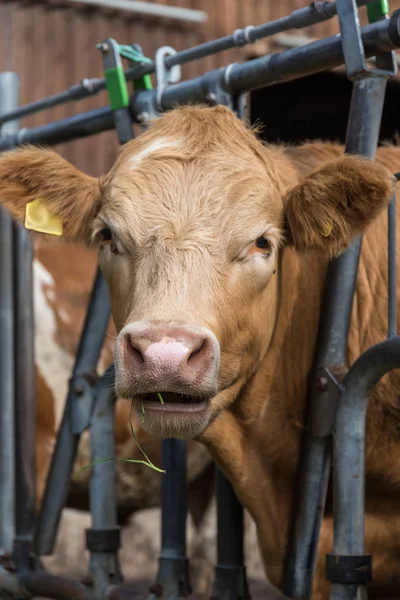 Una Vaca Come Forraje Verde Establo Aire Libre — Foto de Stock