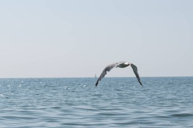 Martı uzanmış kanatlı deniz uçar.