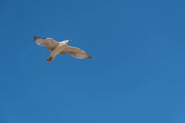 Στο Μπλε Του Ουρανού Ένας Γλάρος Που Πετάει Απλωμένα Φτερά — Φωτογραφία Αρχείου