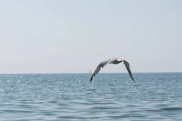 Möwe Fliegt Mit Ausgestreckten Flügeln Über Das Meer — Stockfoto