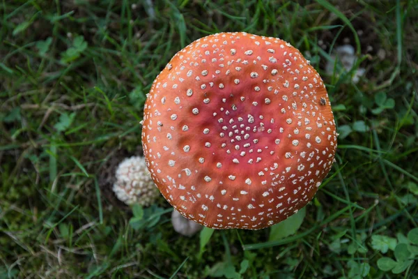 Fly Agaric Meadow Birds Eye View — Stock Photo, Image