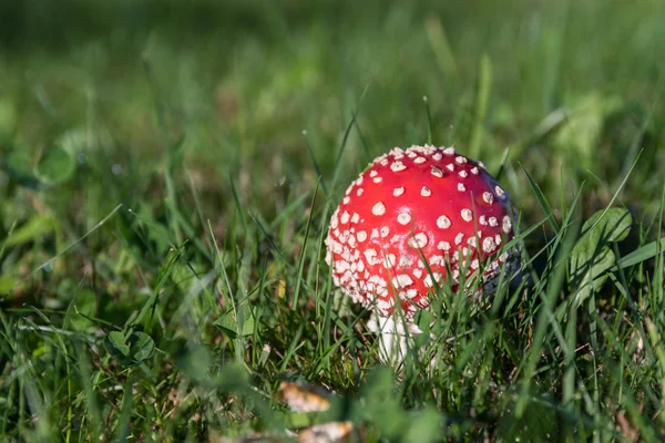 Heldere Rode Vliegenzwam Spruiten Van Weelderige Groene Weide — Stockfoto