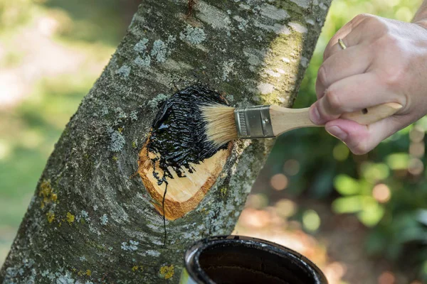 Person strokes tree tar on cut surface after summer cut of a fruit tree - close-up