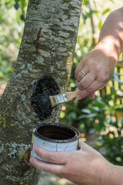 Persoon Lijnen Snijden Oppervlak Van Een Fruitboom Met Boom Tar — Stockfoto