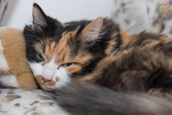 Tricolor Katze Genießt Ihren Lieblingsplatz Portrait Hauskatze — Stockfoto