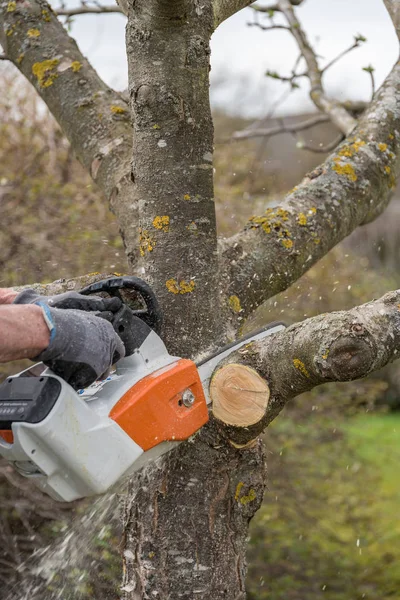 Jardinero Corta Con Motosierra Árbol Frutal Primer Plano — Foto de Stock