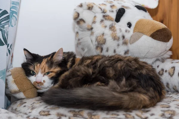 Gato Doméstico Tres Colores Encuentra Animal Peluche Leopardo Nieve Disfrutando — Foto de Stock