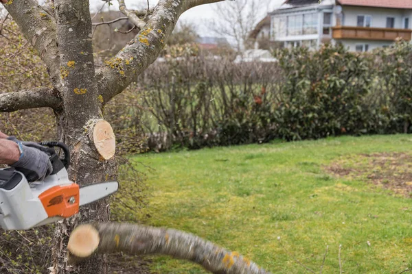 Tuinman Snijdt Fruitboom Met Kettingzaag Close — Stockfoto