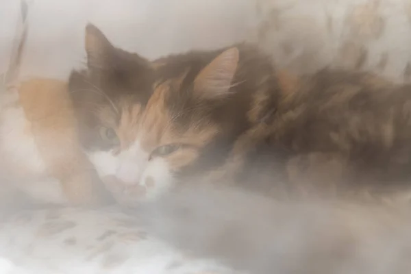 Gato Doméstico Tricolor Está Acostado Lugar Favorito Retrato Velado — Foto de Stock