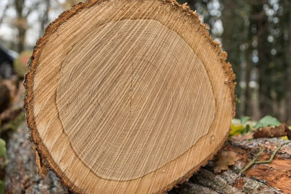 Розрізати Поверхню Впалої Лісової Деревини Щорічними Кільцями Крупним Планом — стокове фото
