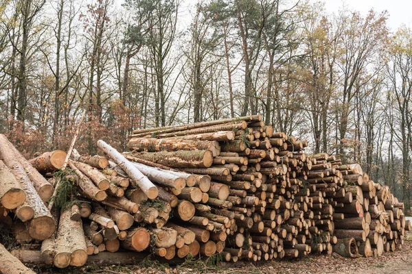 Les Arbres Forestiers Recoupés Sont Stockés Prêts Être Ramassés Après — Photo