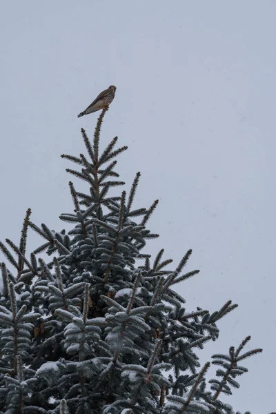 Hawk Sits Snowy Fir Peeks Prey — Stock Photo, Image