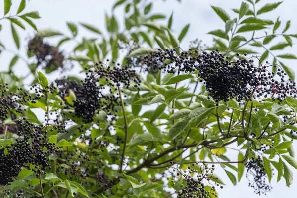 Black elderberries - wild fruits — Stock Photo, Image