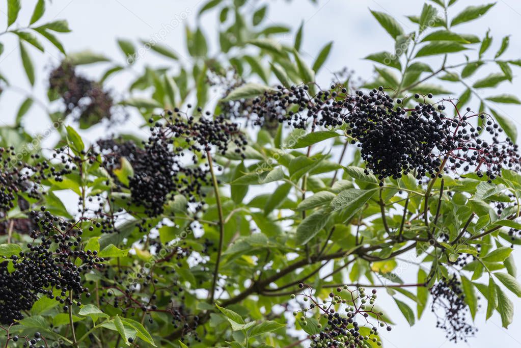 black elderberries - wild fruits