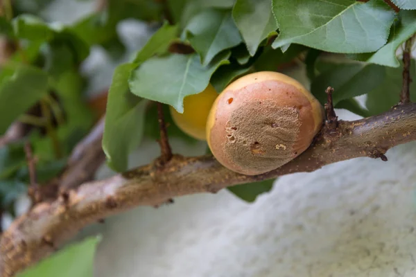 Plesnivé jablko na stromě — Stock fotografie
