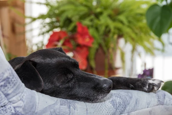 Perro negro está durmiendo - retrato —  Fotos de Stock