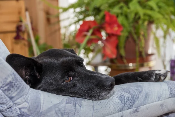 Perro negro en el sofá - retrato —  Fotos de Stock