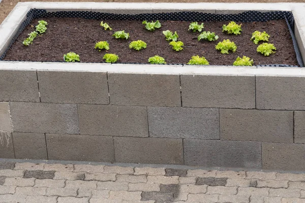 Ziegelsteinhochbeet Mit Grünem Salat Garten Steinhochbeet — Stockfoto