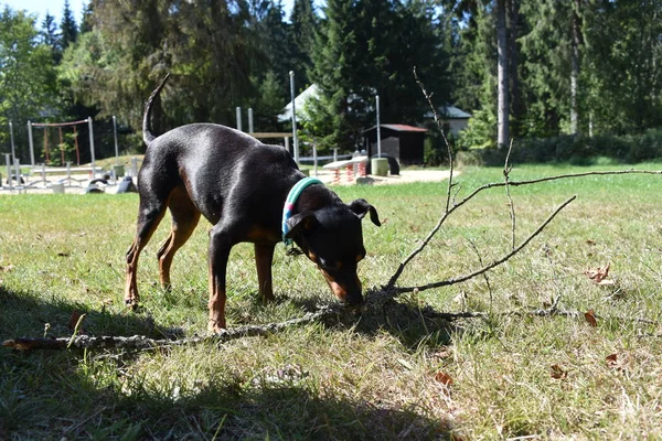 Pequeño perro juega con trozo de madera — Foto de Stock