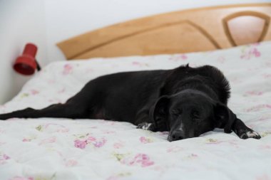 Köpek efendinin yatağında uyuyor.
