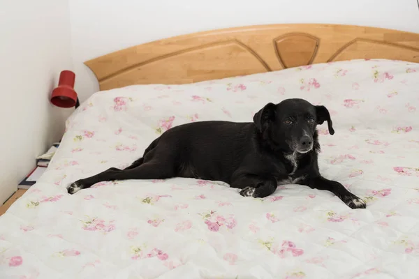 Perro en la cama - lugar favorito —  Fotos de Stock