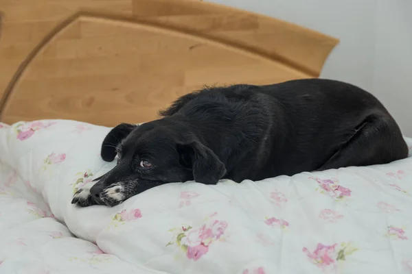 Sahibinin yatağında köpek — Stok fotoğraf