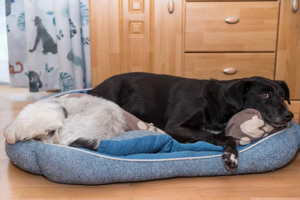 Perro blanco y negro en la cama —  Fotos de Stock