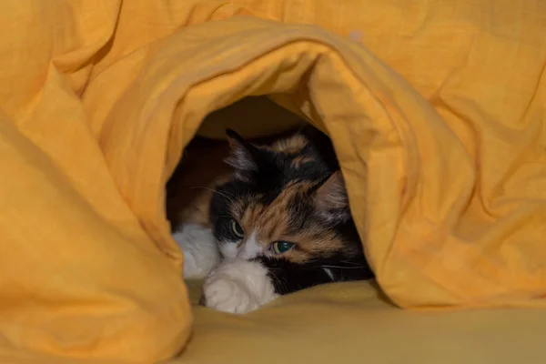 Γάτα απολαμβάνει στο κρεβάτι — Φωτογραφία Αρχείου